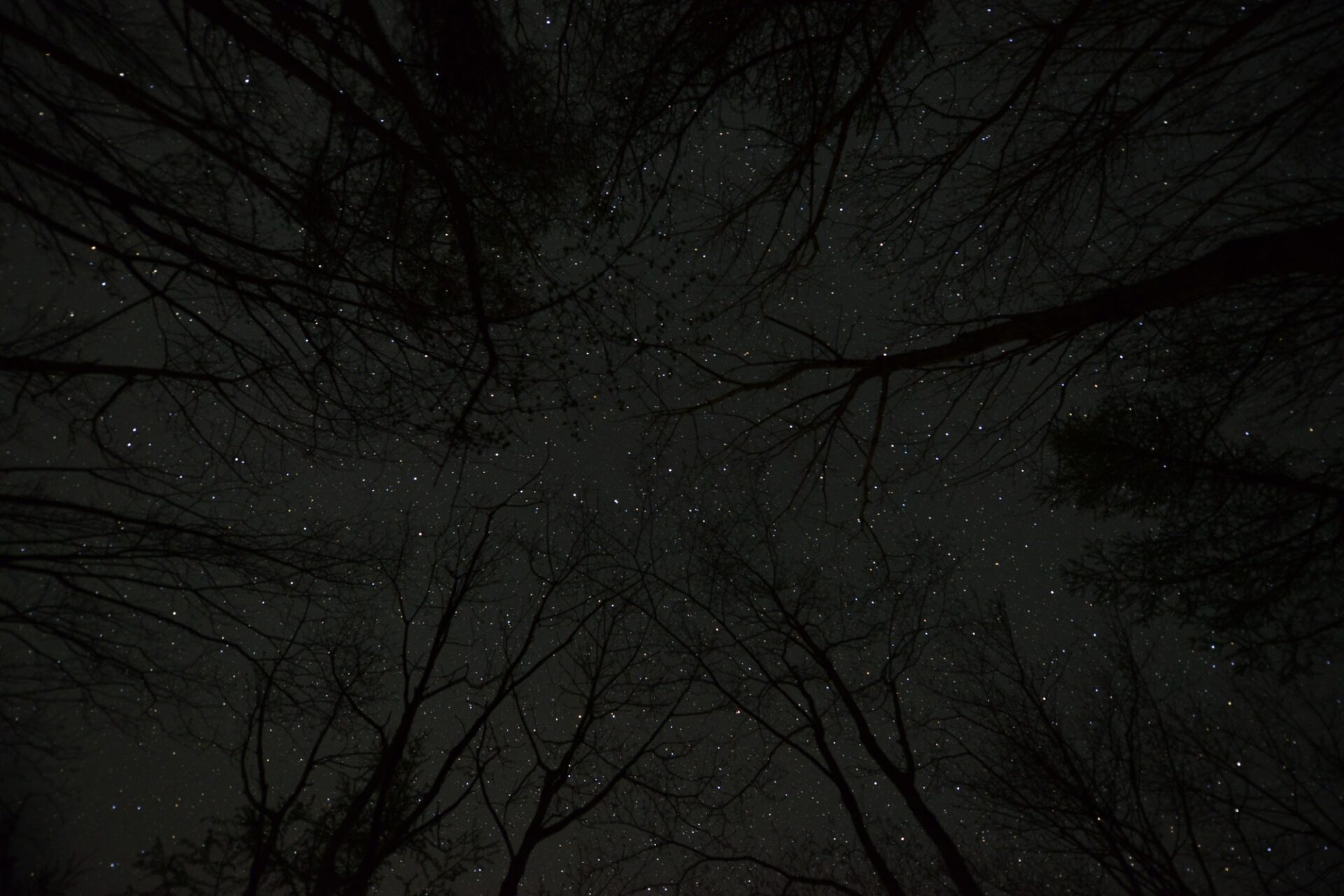 森のやすみじかん