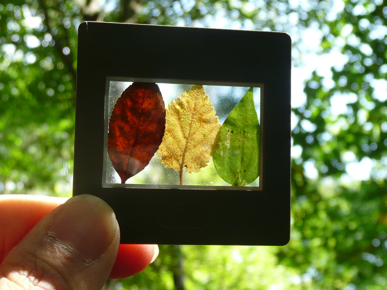 森deリトリート-春の回-～森の中で整体師から学ぶ！心と身体のほぐし方～ (北杜市)