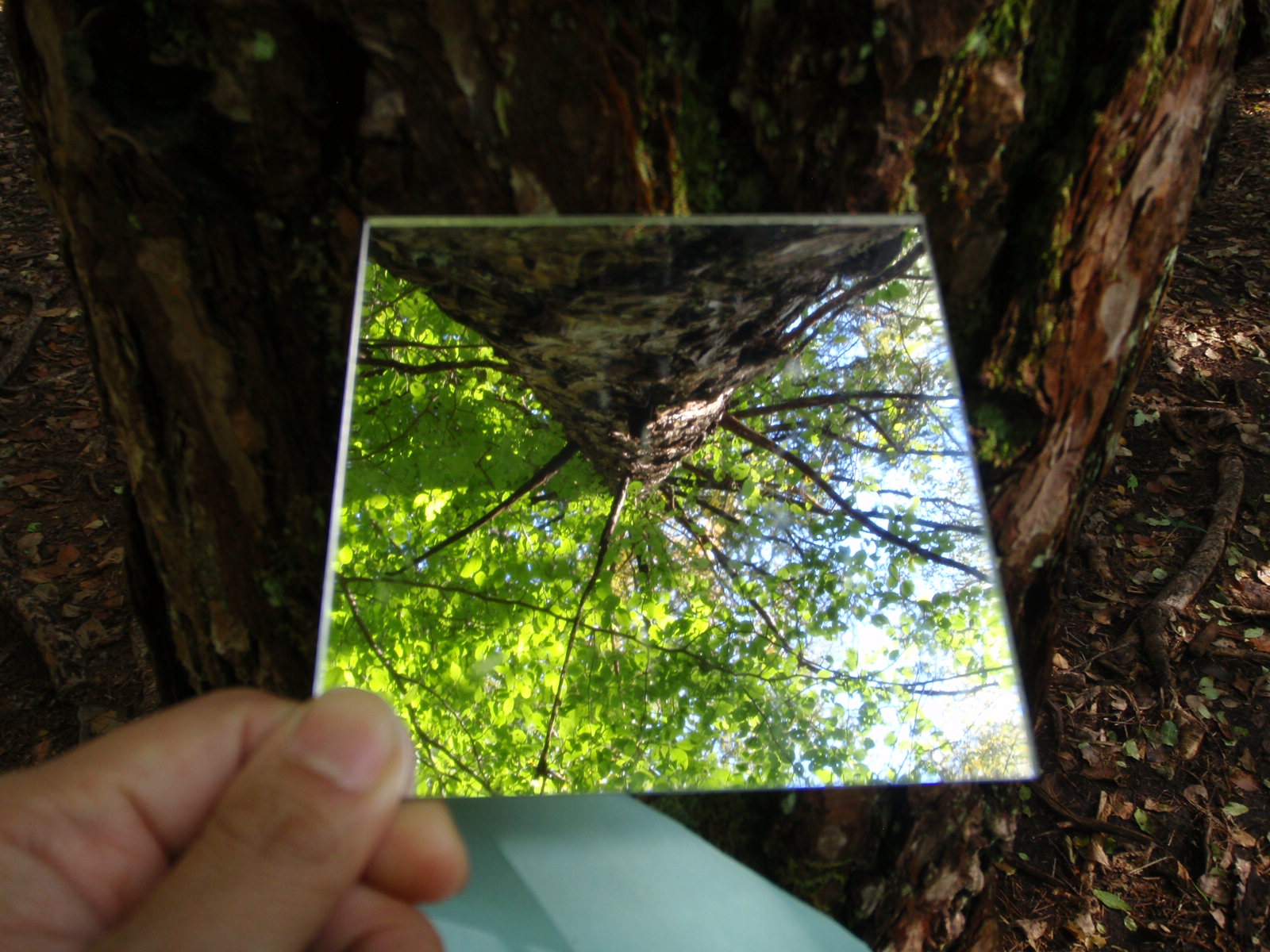 森deリトリート-春の回-～森の中で整体師から学ぶ！心と身体のほぐし方～ (北杜市)